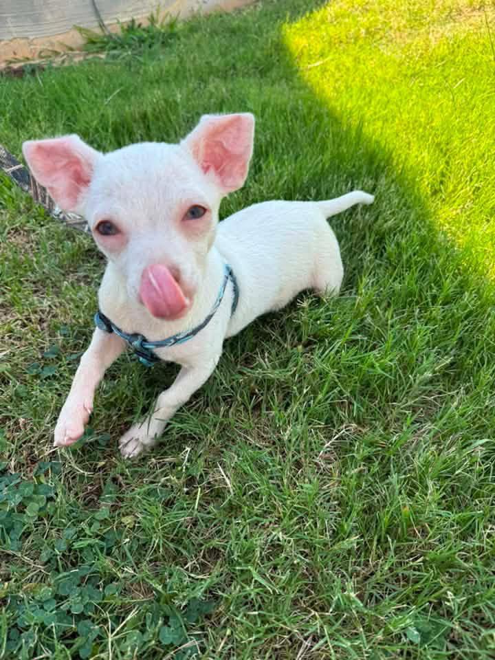 Oliver, a Adoptable Chihuahua in Mount Pleasant, SC image 2/3