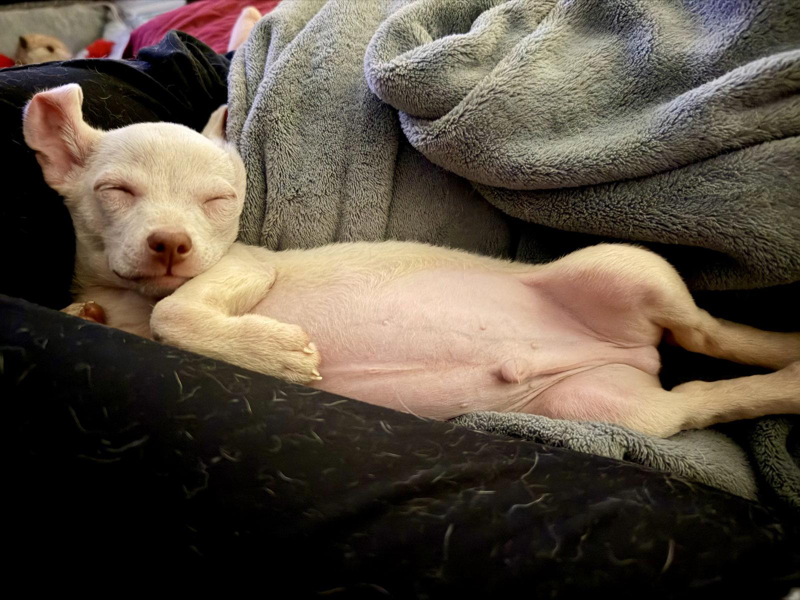 Oliver, a Adoptable Chihuahua in Mount Pleasant, SC image 3/3