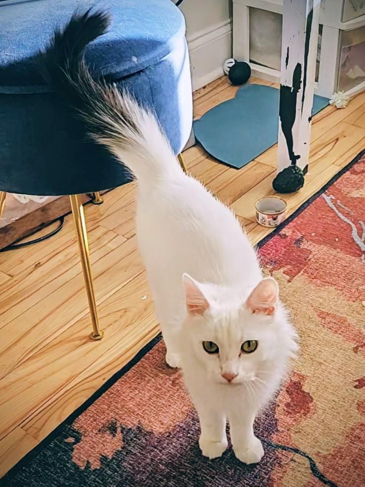 Enlarge Dreamboat, an adopted Domestic Long Hair in Philadelphia, PA image 1/4
