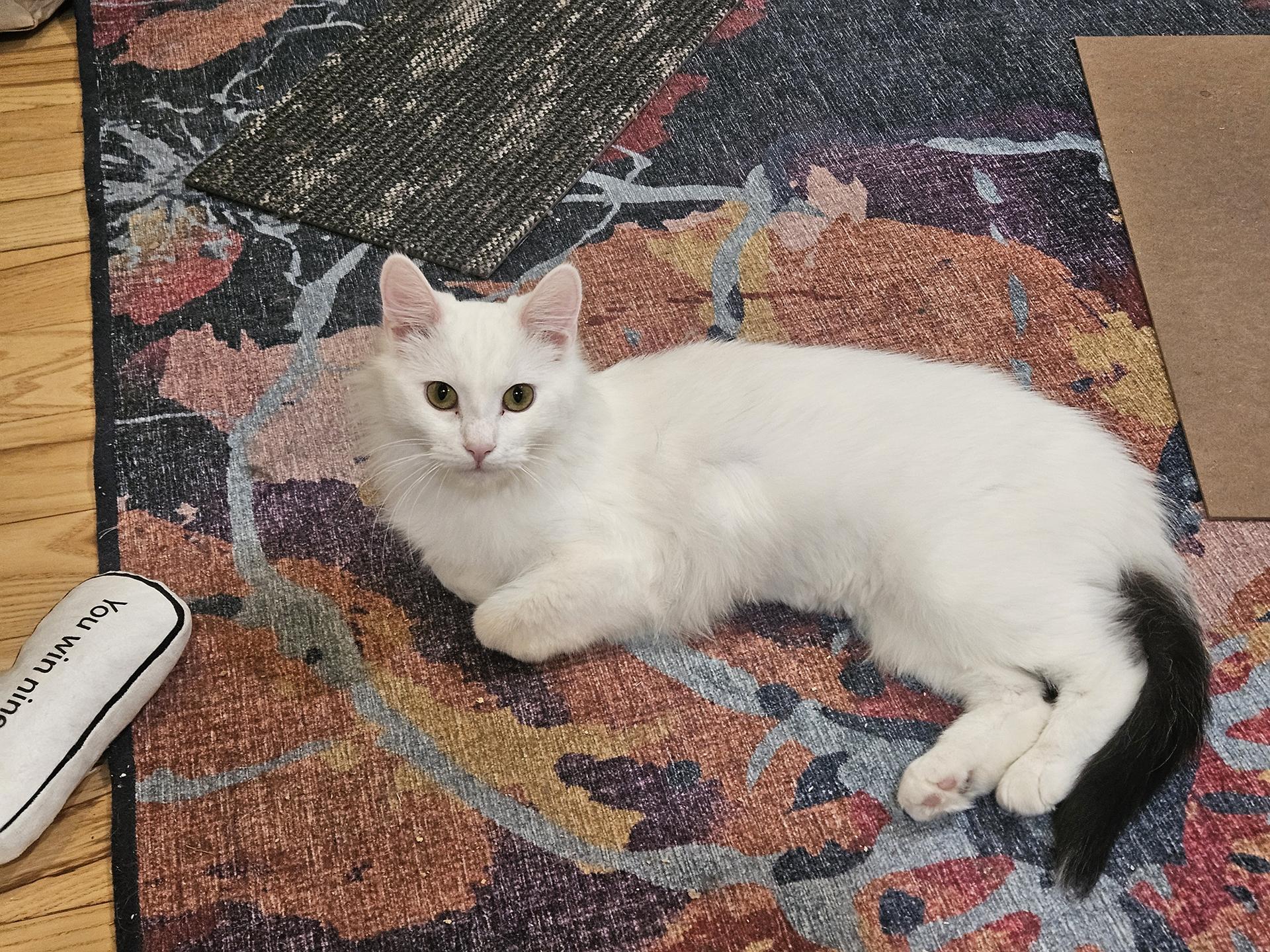 Enlarge Dreamboat, an adopted Domestic Long Hair in Philadelphia, PA image 2/4