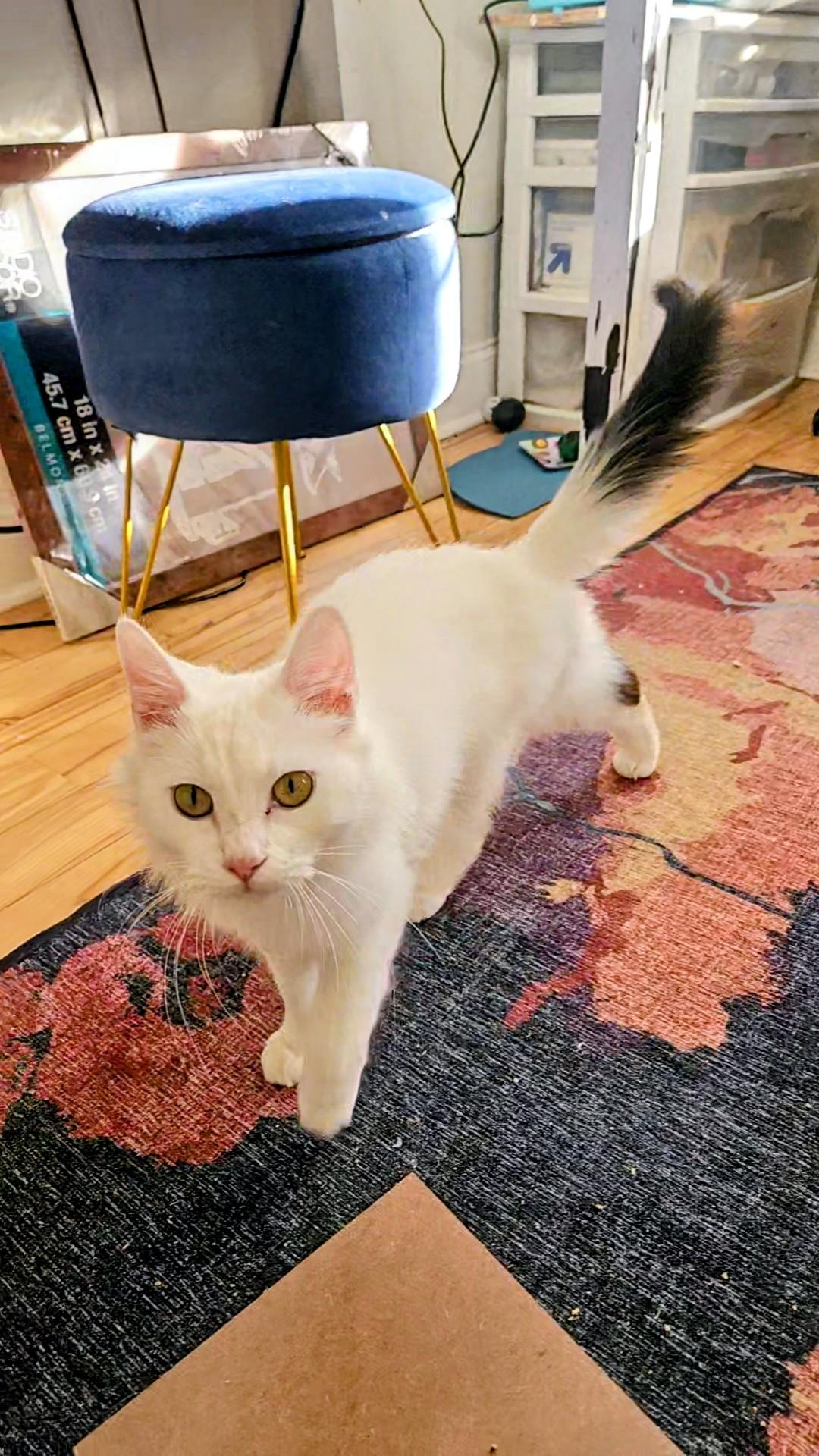 Enlarge Dreamboat, an adopted Domestic Long Hair in Philadelphia, PA image 3/4