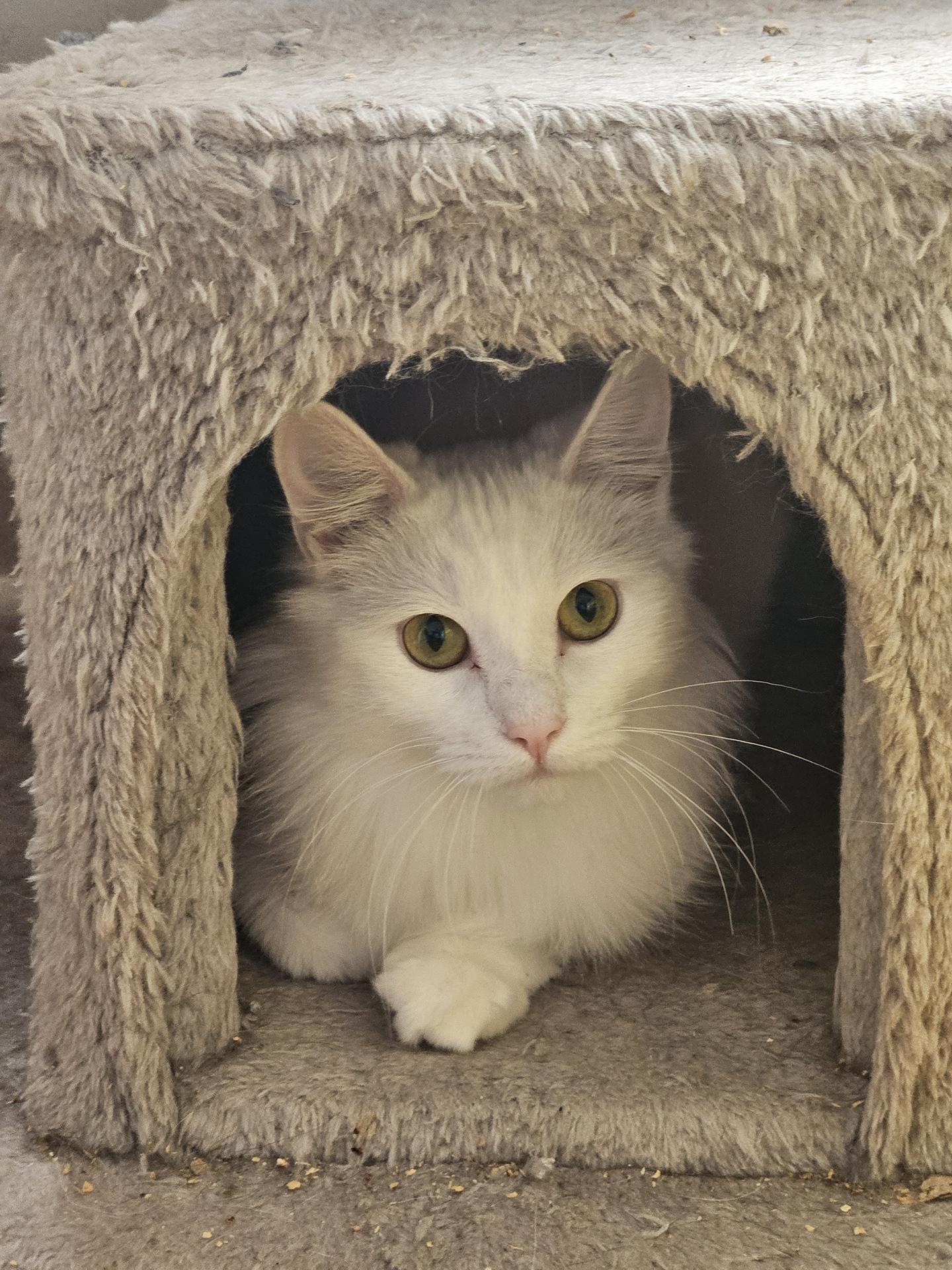 Enlarge Dreamboat, an adopted Domestic Long Hair in Philadelphia, PA image 4/4