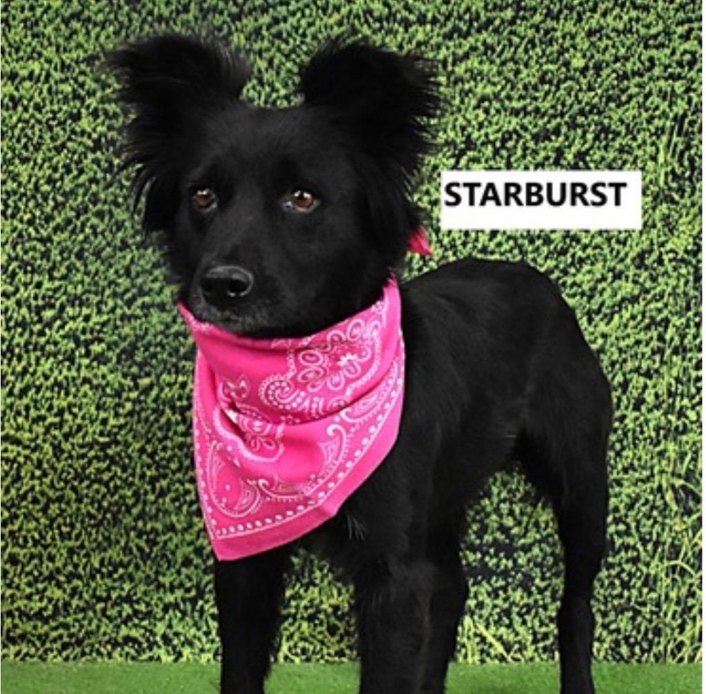 Starburst, a Adoptable mixed breed in Gilbert, AZ image 1/3