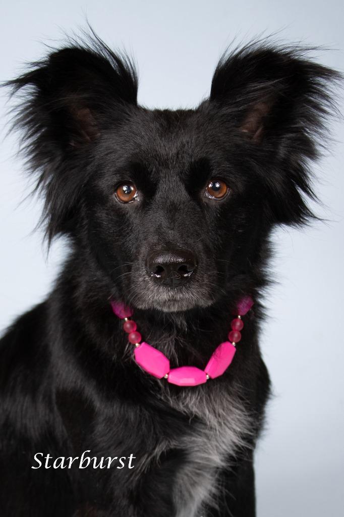 Starburst, a Adoptable mixed breed in Gilbert, AZ image 2/3