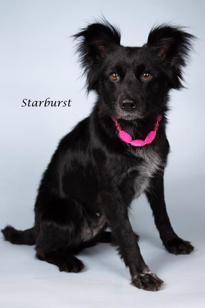 Starburst, a Adoptable mixed breed in Gilbert, AZ image 3/3