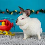 Enlarge Houdini, a ADOPTABLE Californian in Hilliard, OH image 1/1