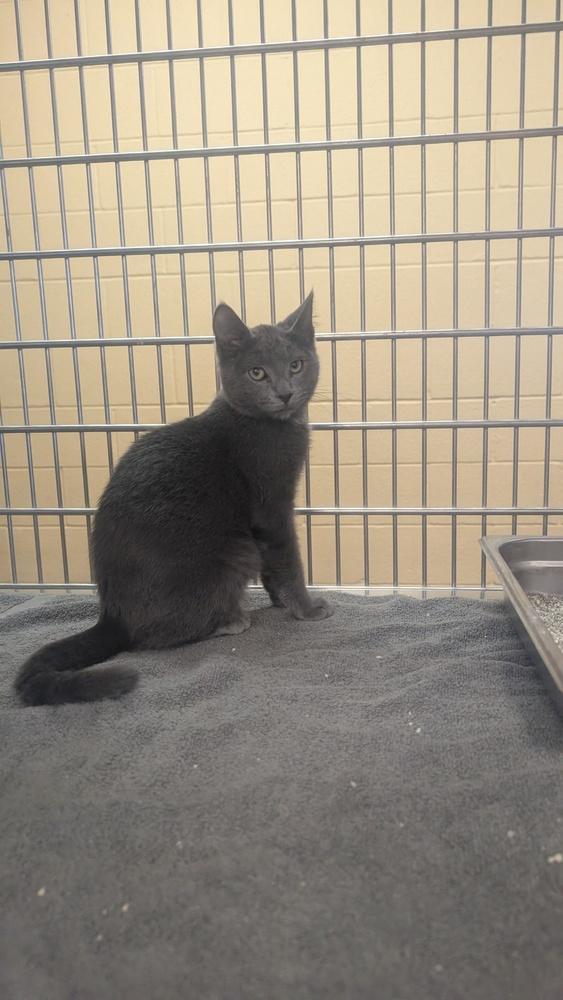 Dusty, Adoptable, Kitten Male Domestic Short Hair.