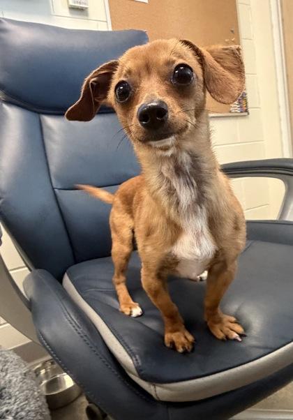 Enlarge Tito, an adopted Chihuahua in Key West, FL image 1/1