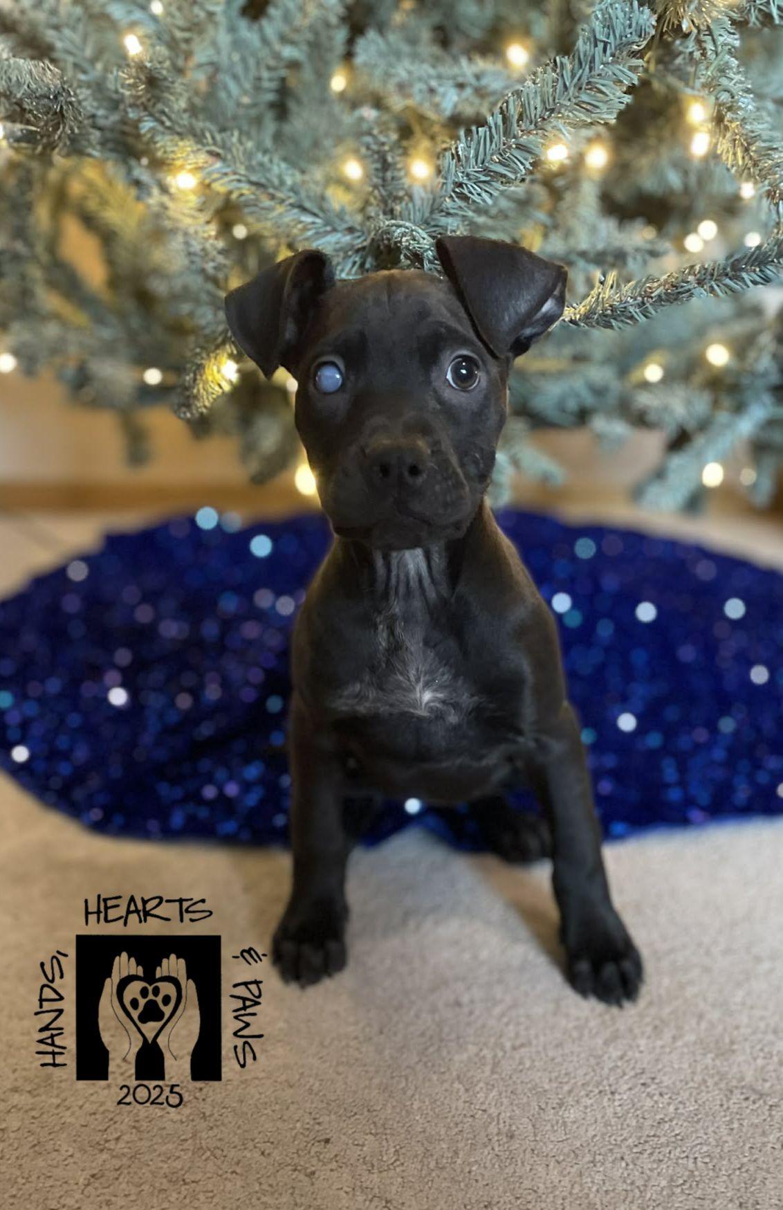 Tinky-Winky, ADOPTABLE, Puppy Female Terrier.
