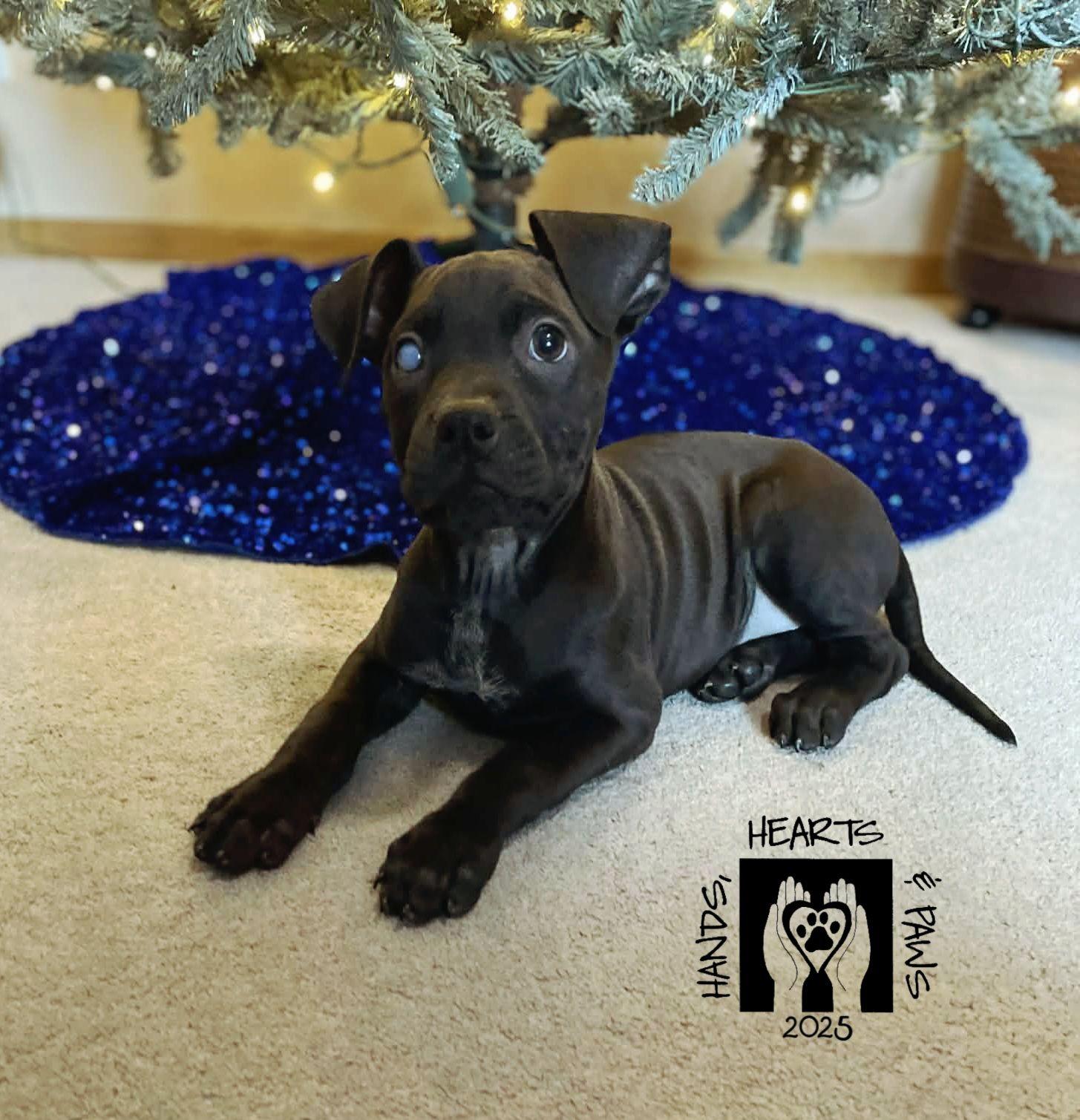 Enlarge Tinky-Winky, a ADOPTABLE mixed breed in Omaha, NE image 2/2