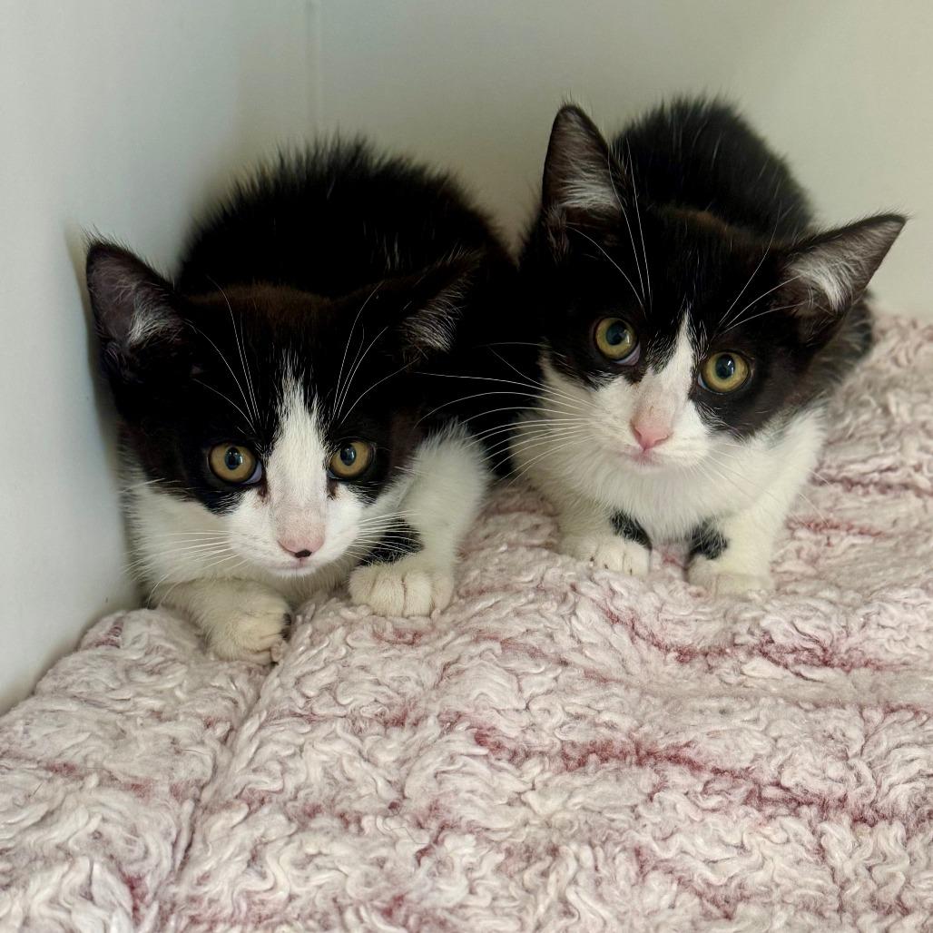 Blue, Adoptable, Kitten Female Domestic Short Hair.