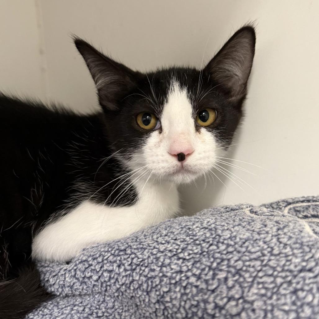 Blue, a Adoptable Domestic Short Hair in Long Beach, CA image 2/2
