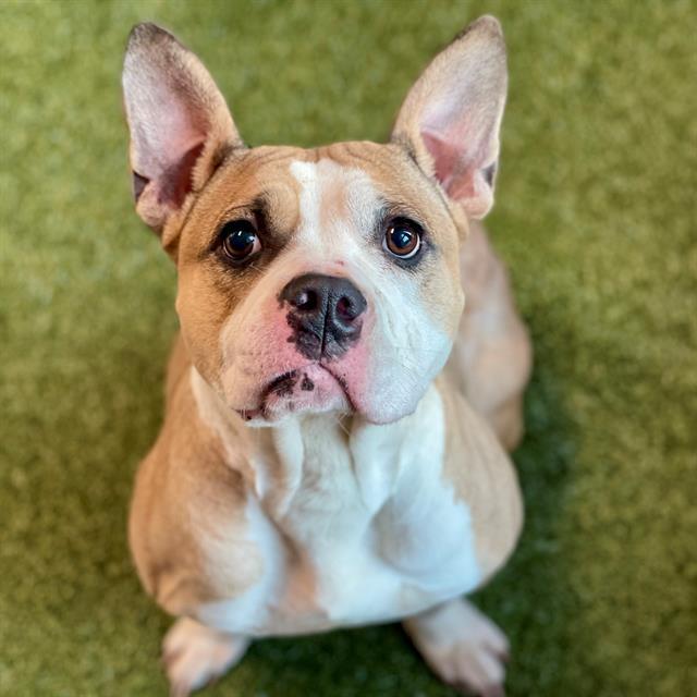 SERENITY, Adoptable, Adult Female Pit Bull Terrier.