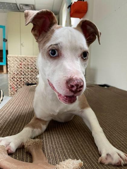 Enlarge Clancy, a Adoptable mixed breed in South Bend, IN image 1/3