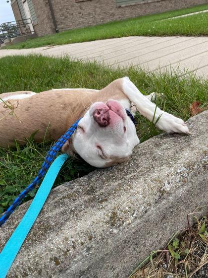 Enlarge Clancy, a Adoptable mixed breed in South Bend, IN image 2/3