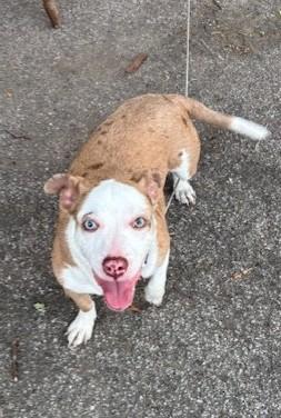 Enlarge Clancy, a Adoptable mixed breed in South Bend, IN image 3/3