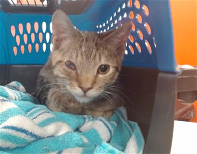 DR ROBINAVITCH, Adoptable, Young Male Domestic Short Hair.