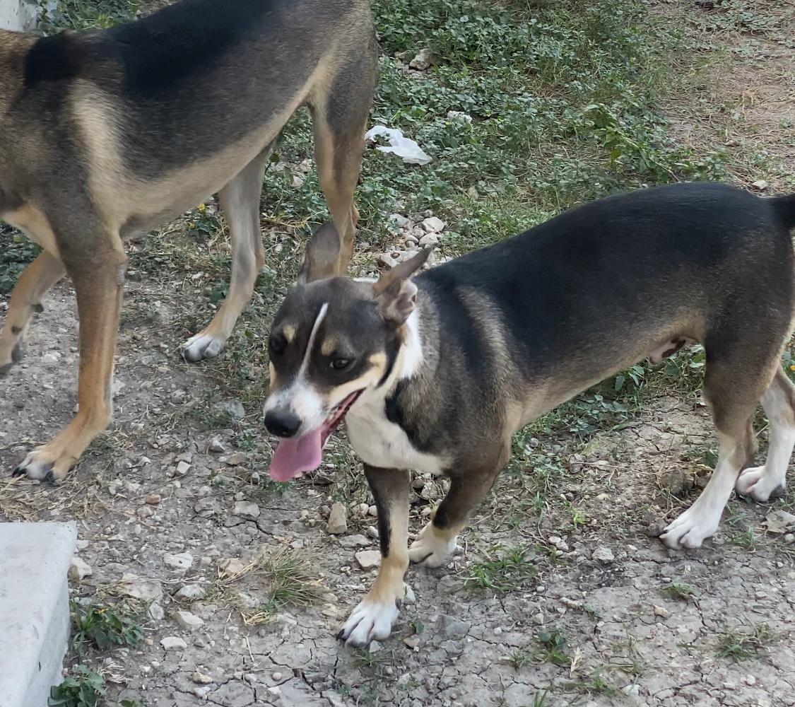 Enlarge Luigi, a Adoptable mixed breed in San Antonio, TX image 5/5