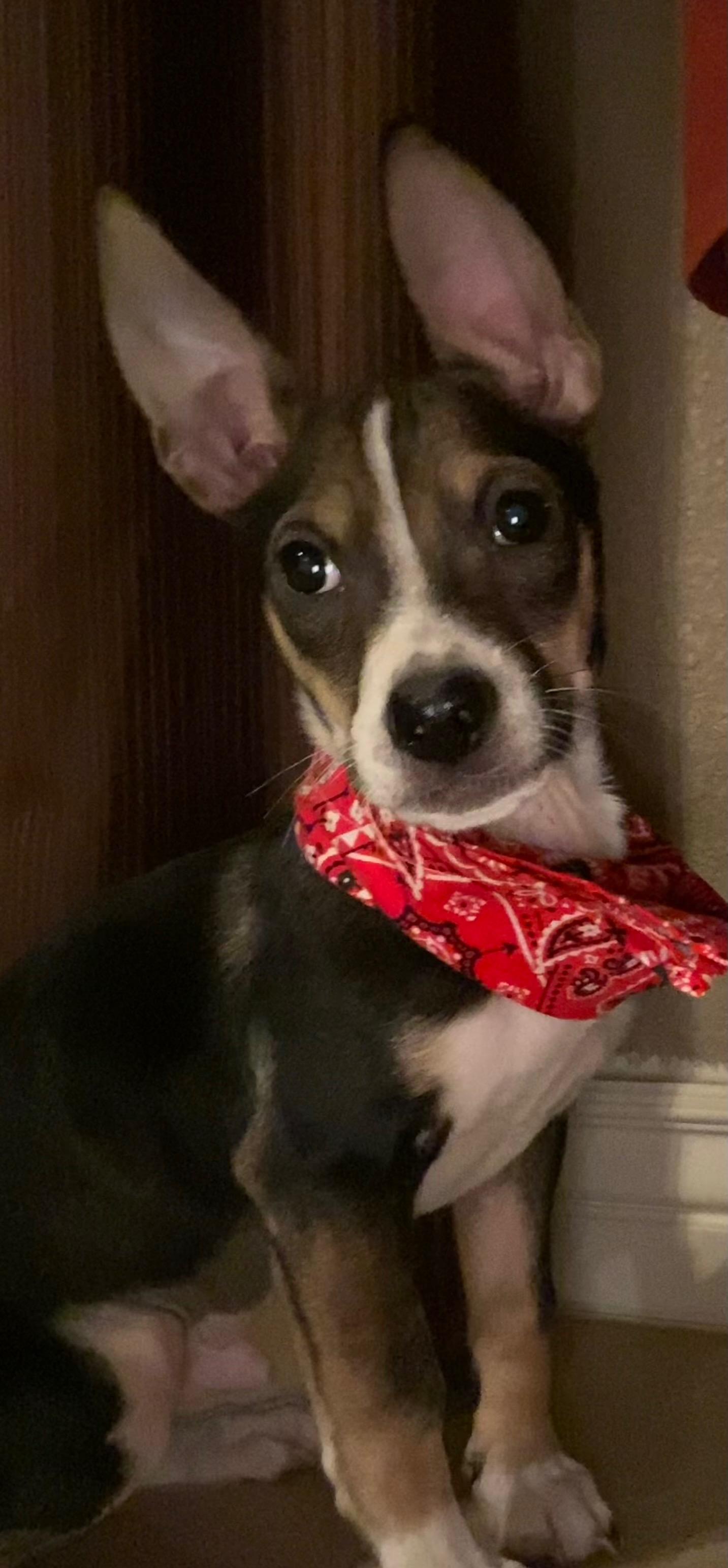 Luigi, Adoptable, Young Male Chihuahua & Terrier.