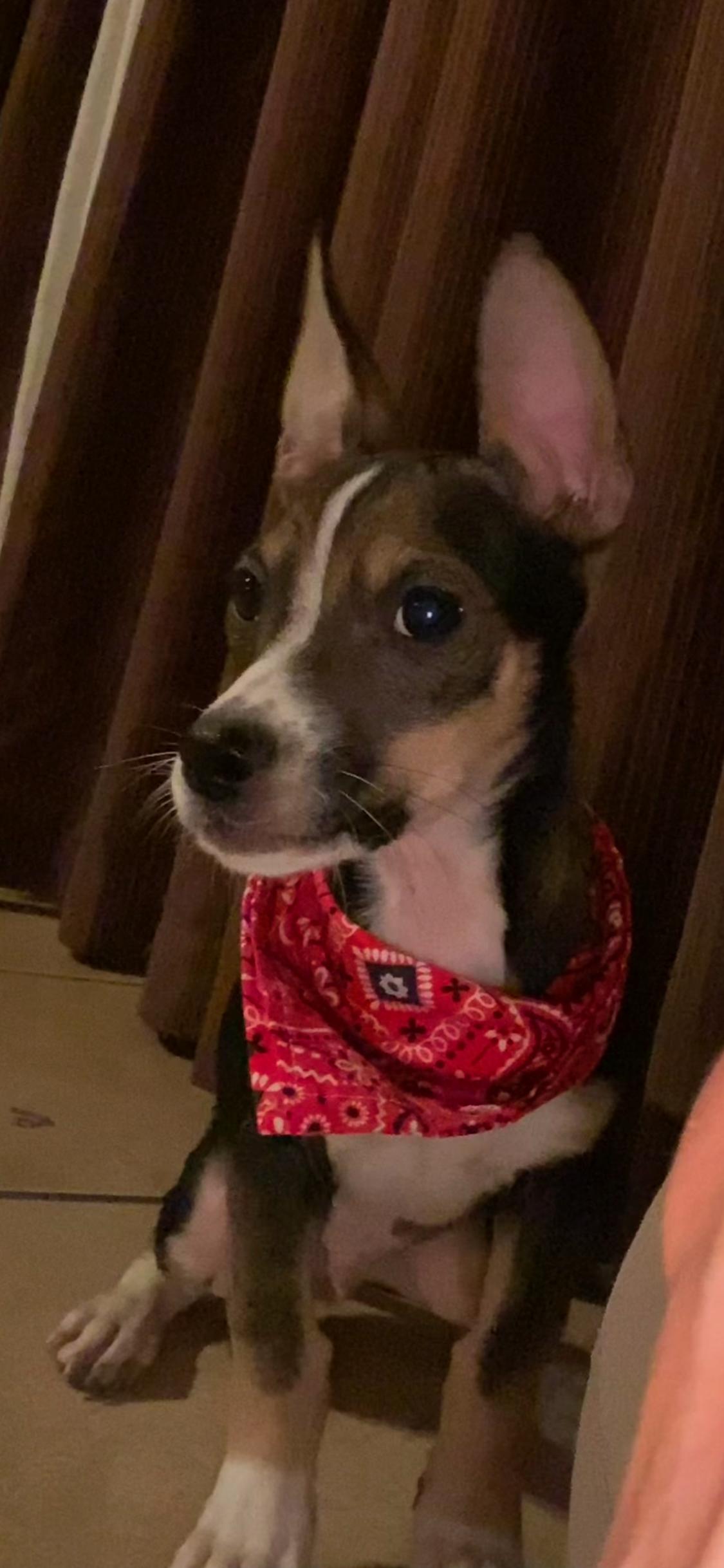 Enlarge Luigi, a Adoptable mixed breed in San Antonio, TX image 3/5