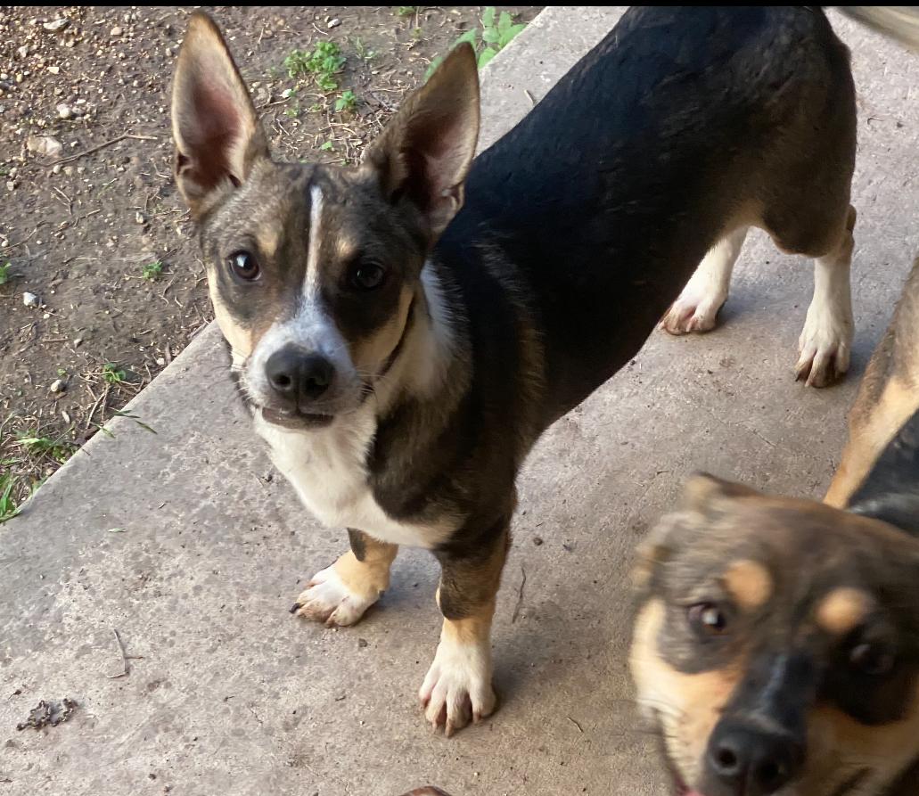 Enlarge Luigi, a Adoptable mixed breed in San Antonio, TX image 1/5