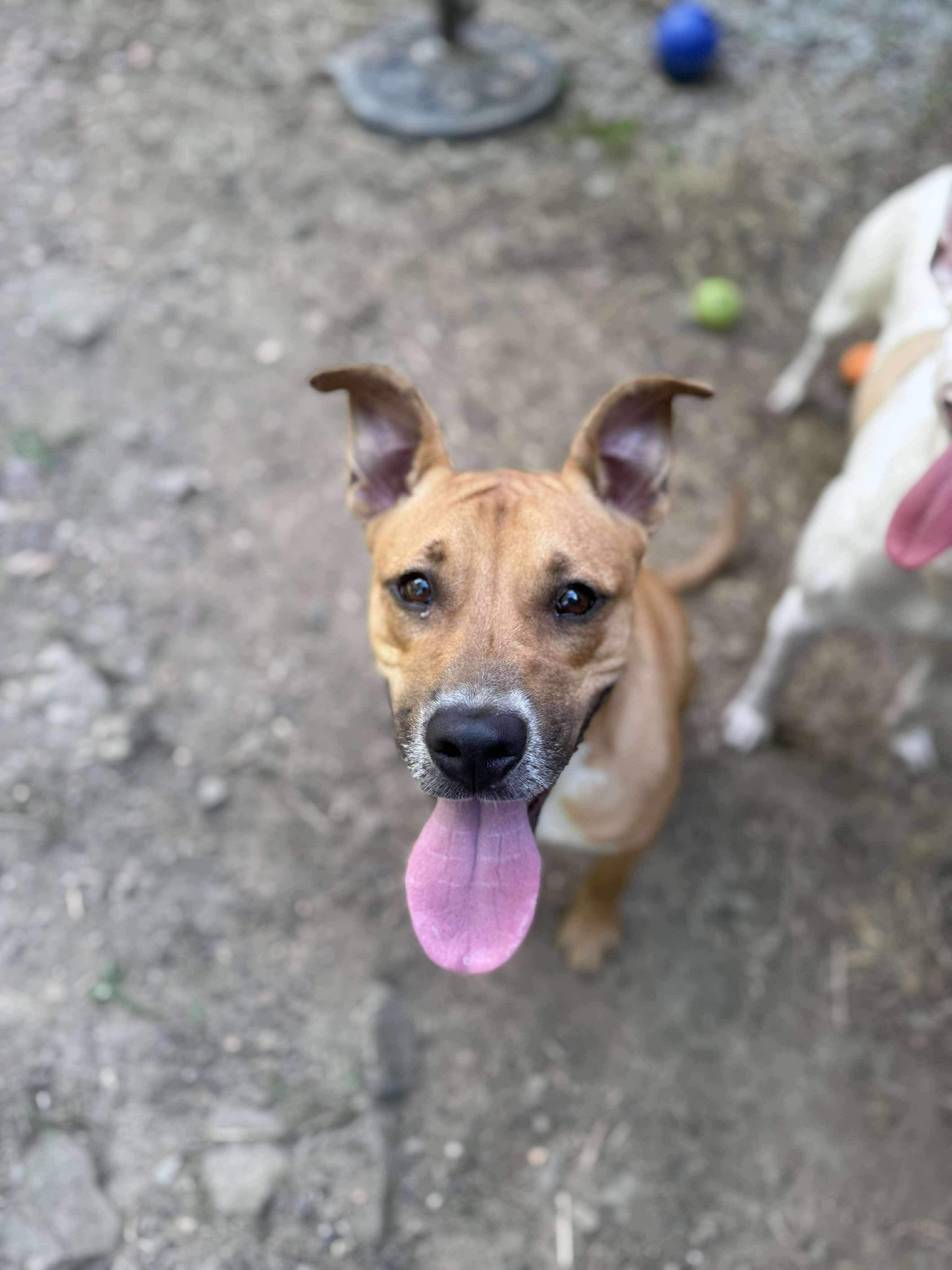 Rosie, Adoptable, Adult Female Pit Bull Terrier.