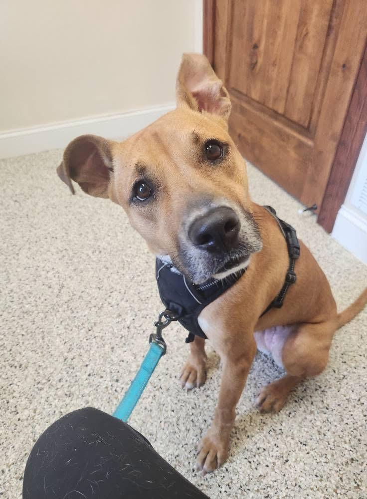 Enlarge Rosie, a Adoptable mixed breed in North Huntingdon, PA image 3/4