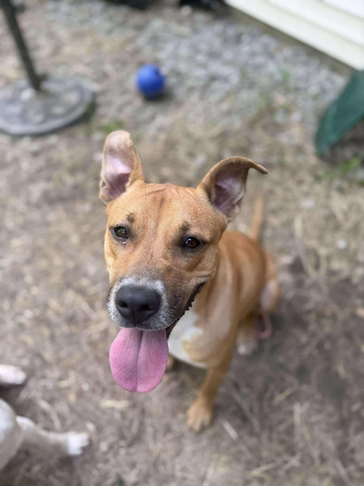 Enlarge Rosie, a Adoptable mixed breed in North Huntingdon, PA image 4/4