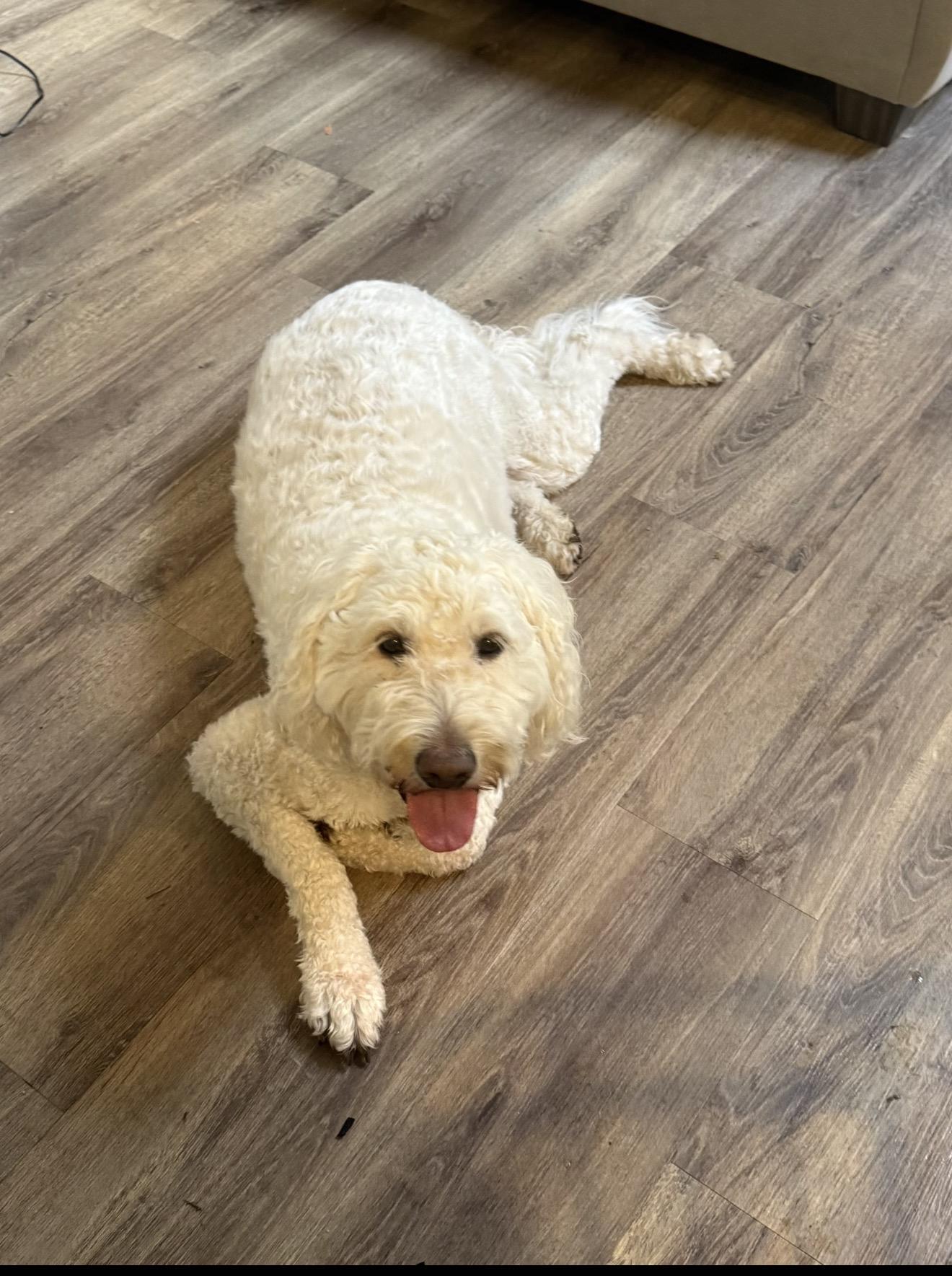 Enlarge Brie , a ADOPTABLE Goldendoodle in Beaverton, OR image 2/6