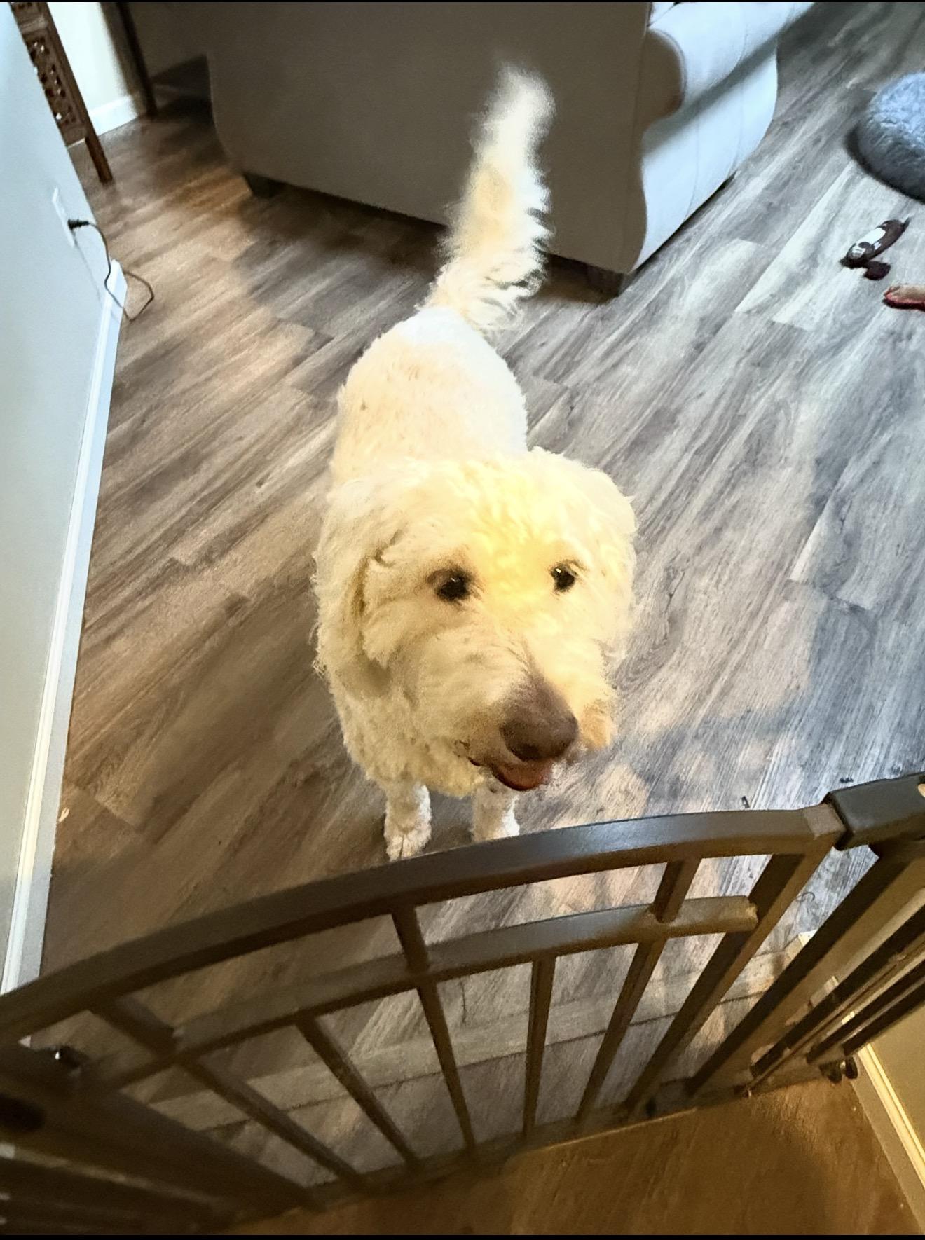 Enlarge Brie , a ADOPTABLE Goldendoodle in Beaverton, OR image 1/6