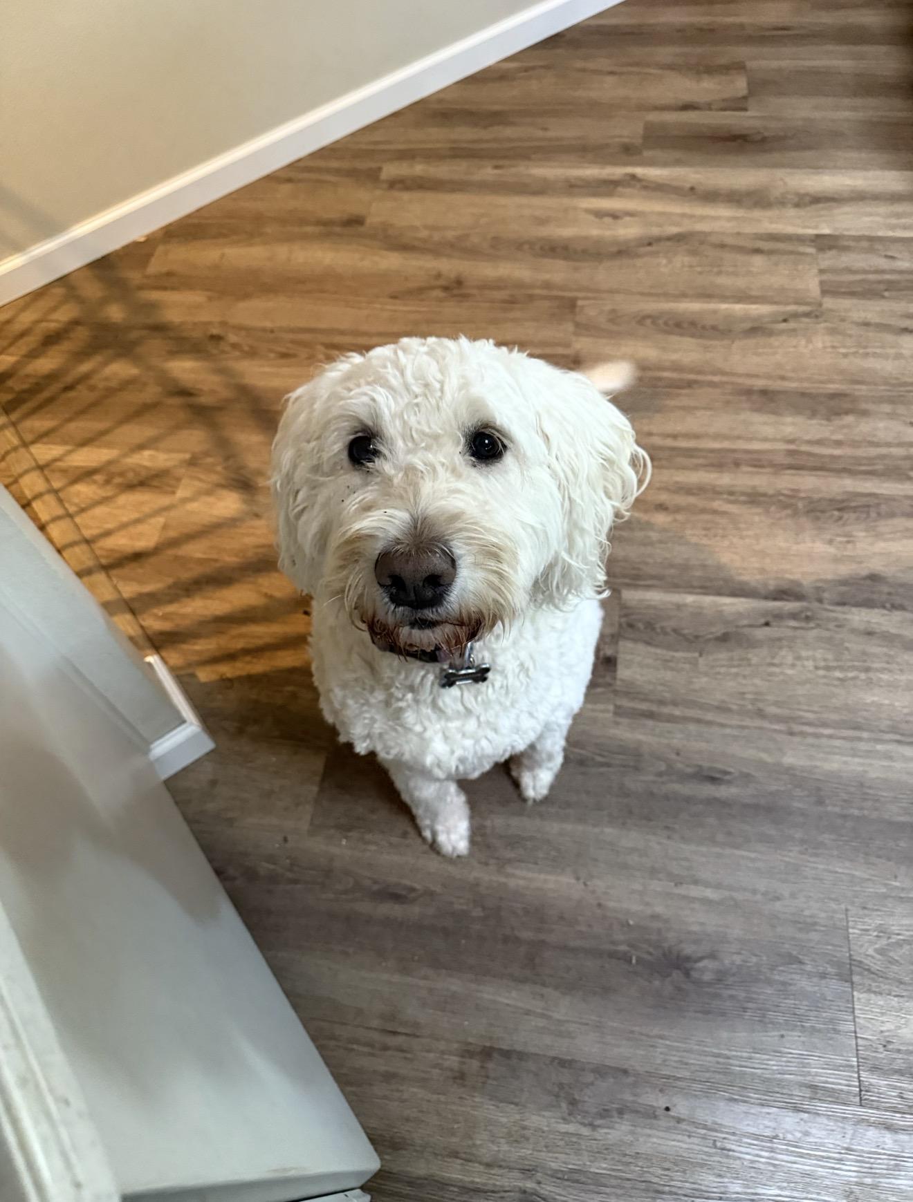 Enlarge Brie , a ADOPTABLE Goldendoodle in Beaverton, OR image 5/6