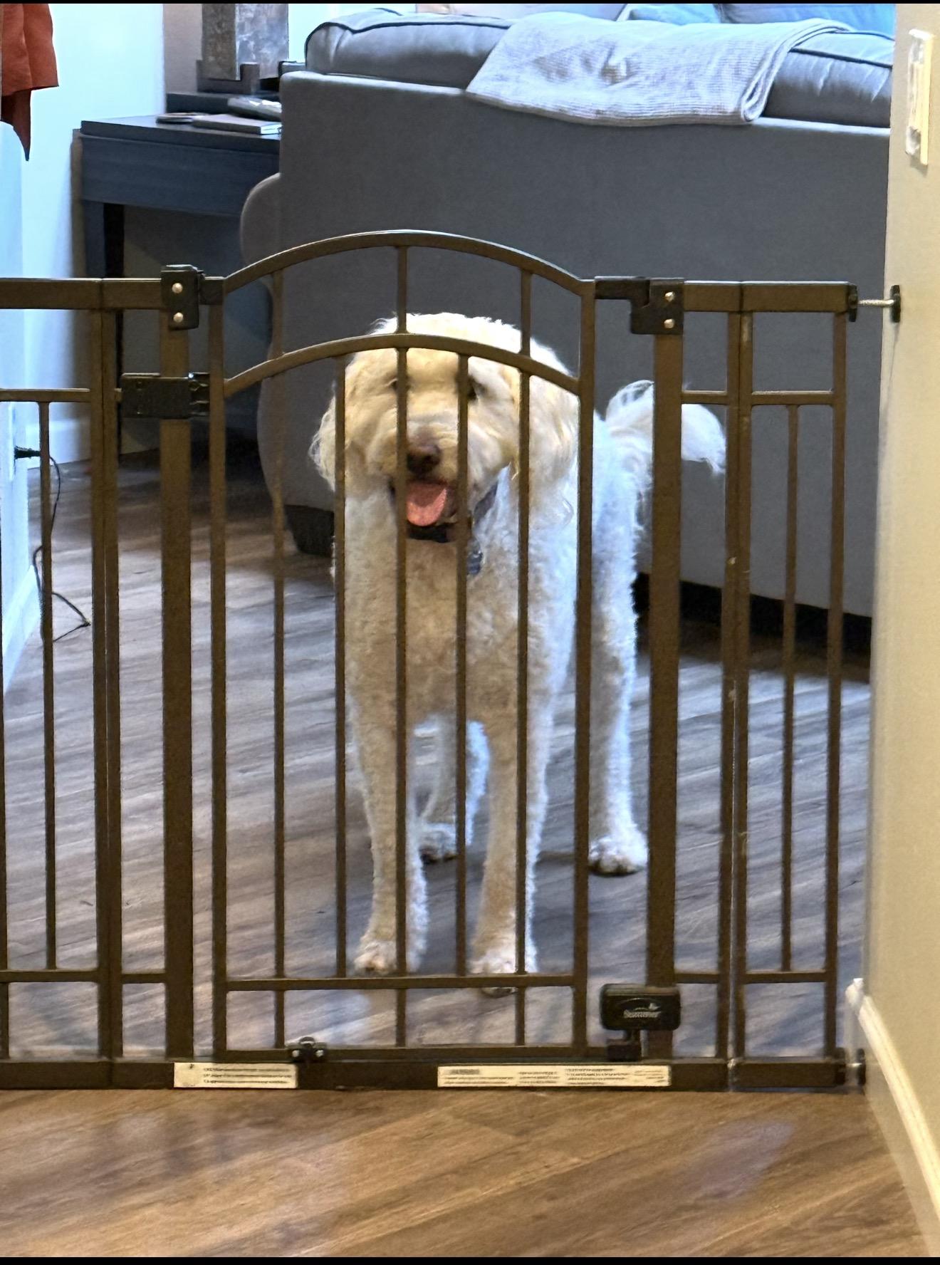 Enlarge Brie , a ADOPTABLE Goldendoodle in Beaverton, OR image 6/6