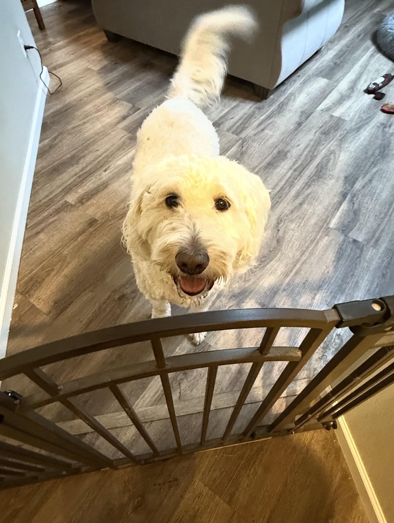 Enlarge Brie , a ADOPTABLE Goldendoodle in Beaverton, OR image 3/6