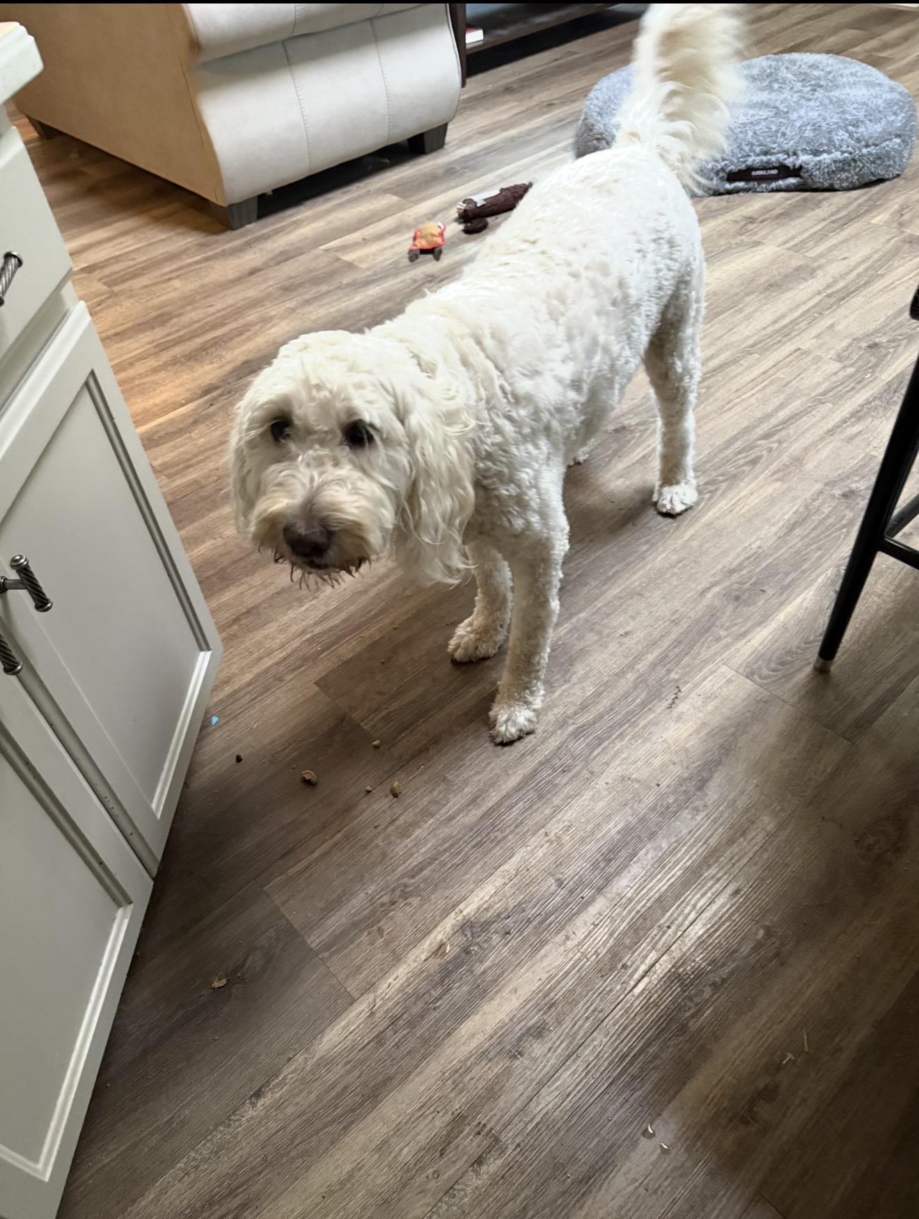 Enlarge Brie , a ADOPTABLE Goldendoodle in Beaverton, OR image 4/6