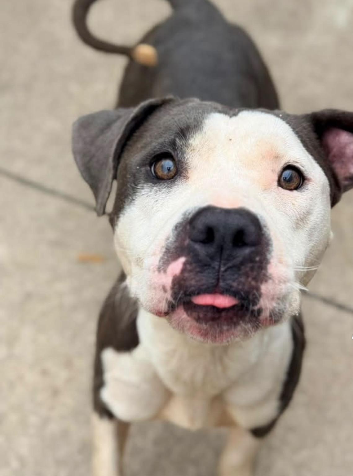 Paparazzi, ADOPTABLE, Adult Female Pit Bull Terrier.