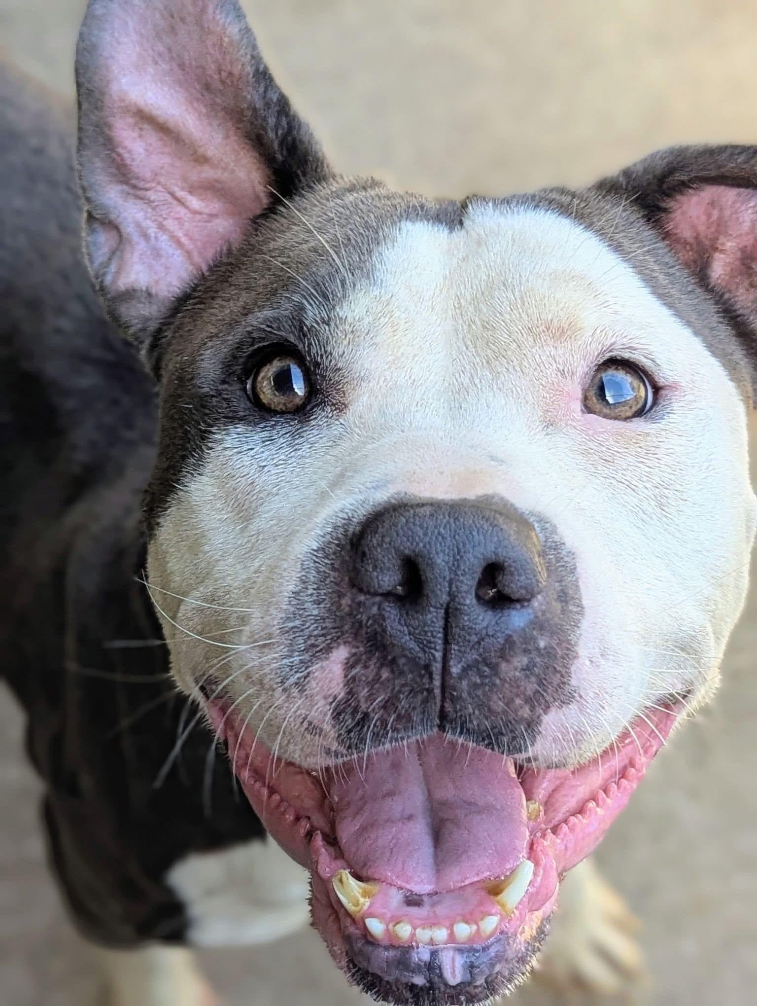 Paparazzi, a ADOPTABLE Pit Bull Terrier in Chicago, IL image 3/5