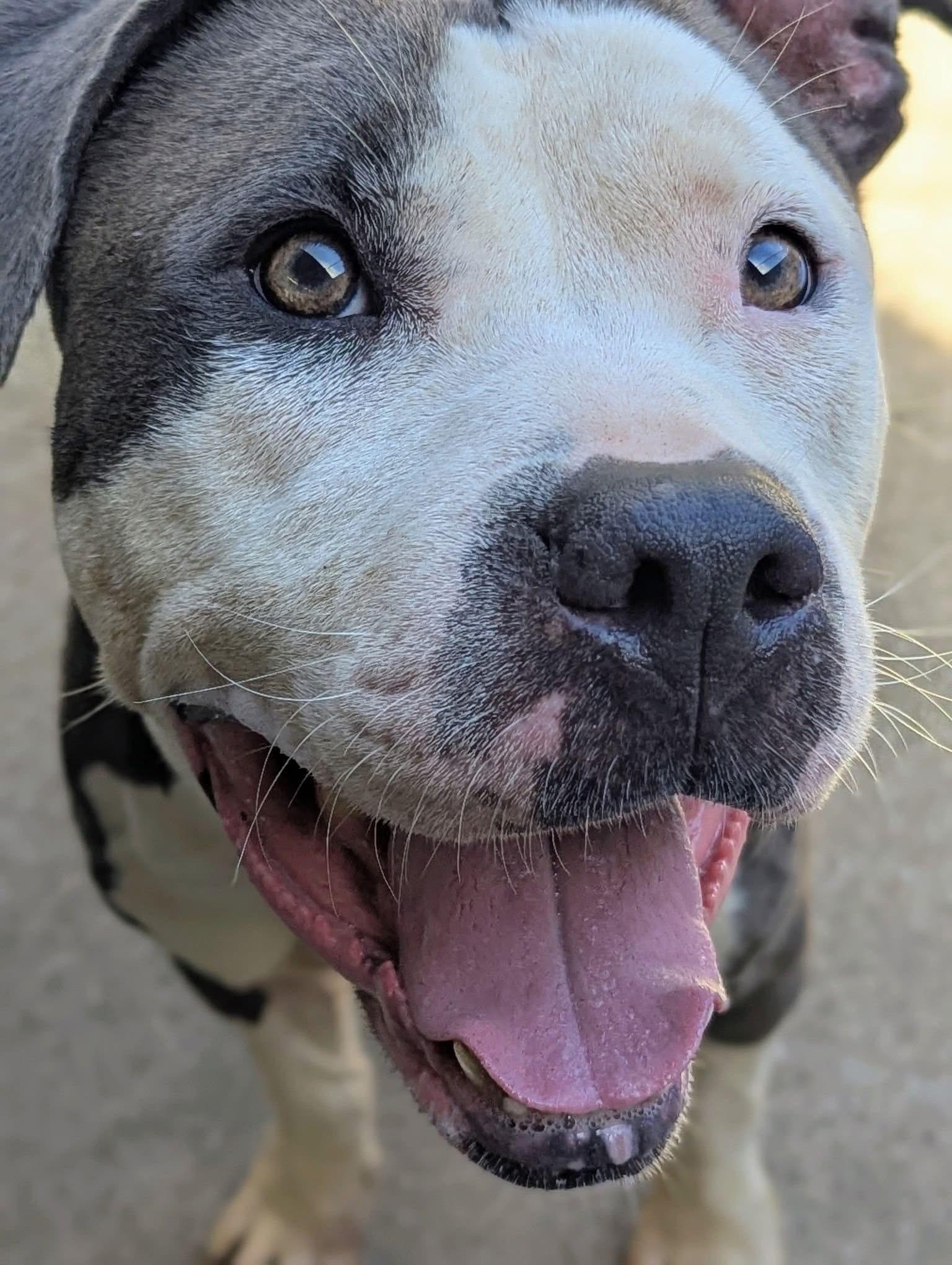 Paparazzi, a ADOPTABLE Pit Bull Terrier in Chicago, IL image 4/5