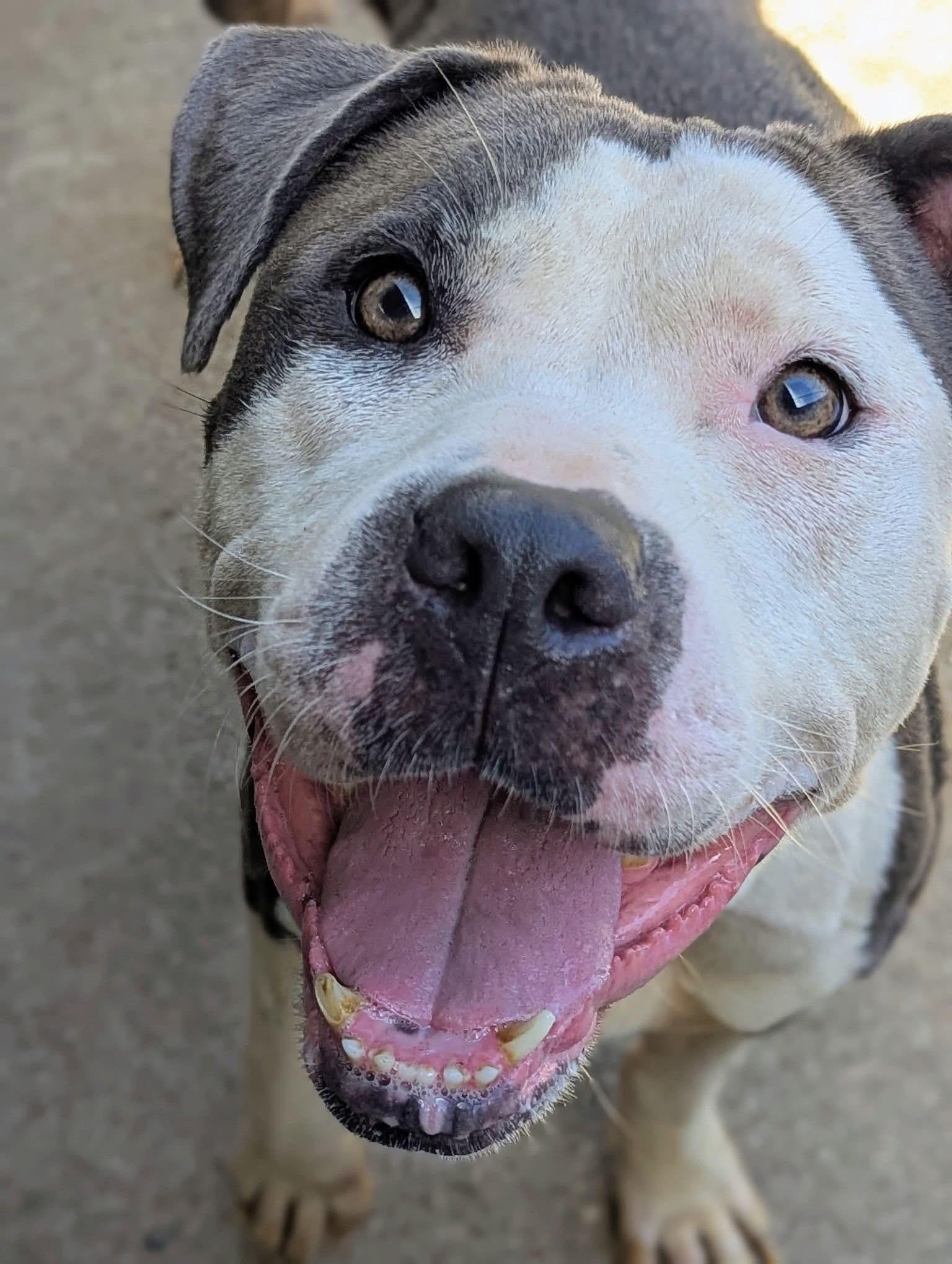 Paparazzi, a ADOPTABLE Pit Bull Terrier in Chicago, IL image 2/5