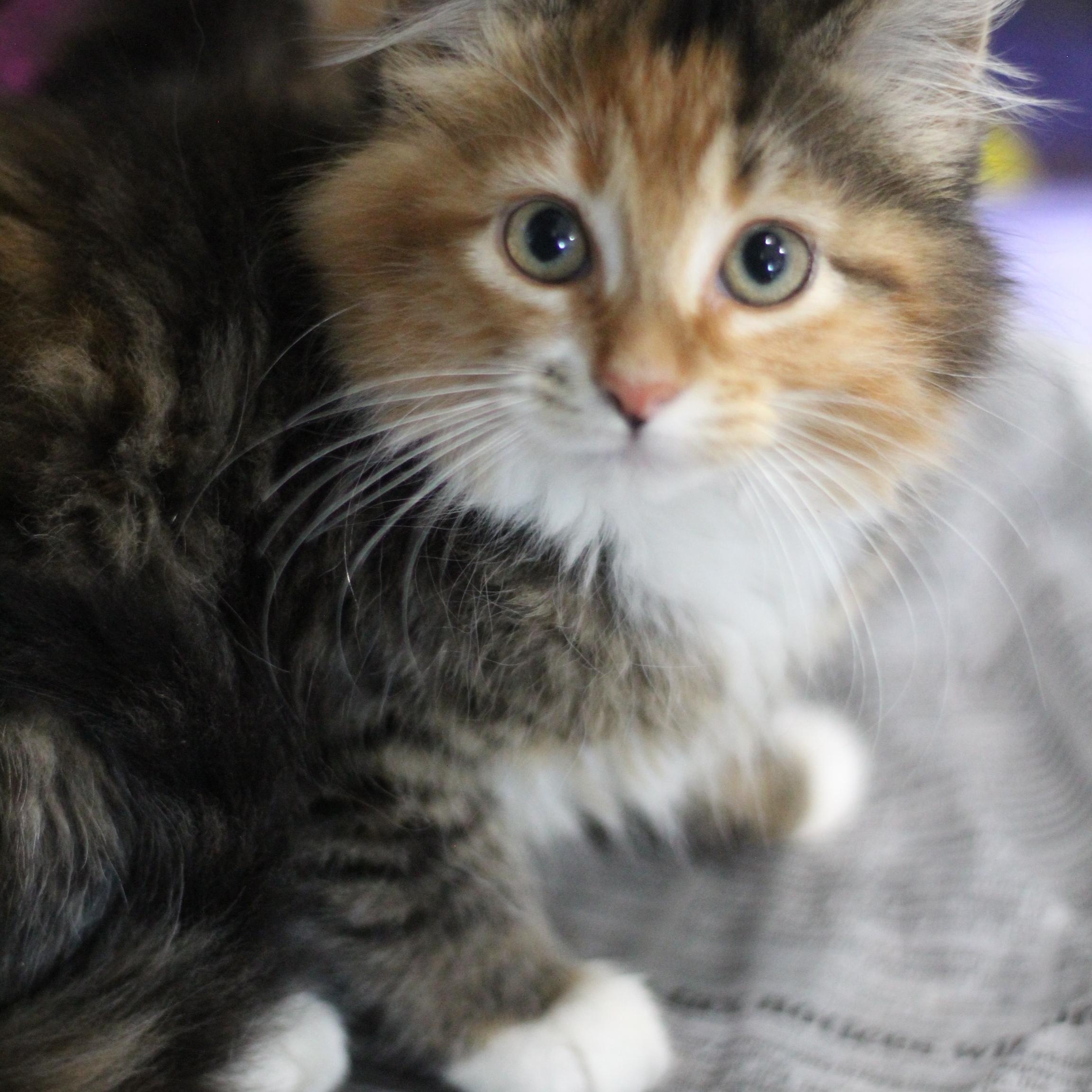 Cat for adoption - Mango, a Domestic Long Hair in Ottumwa, IA | Petfinder