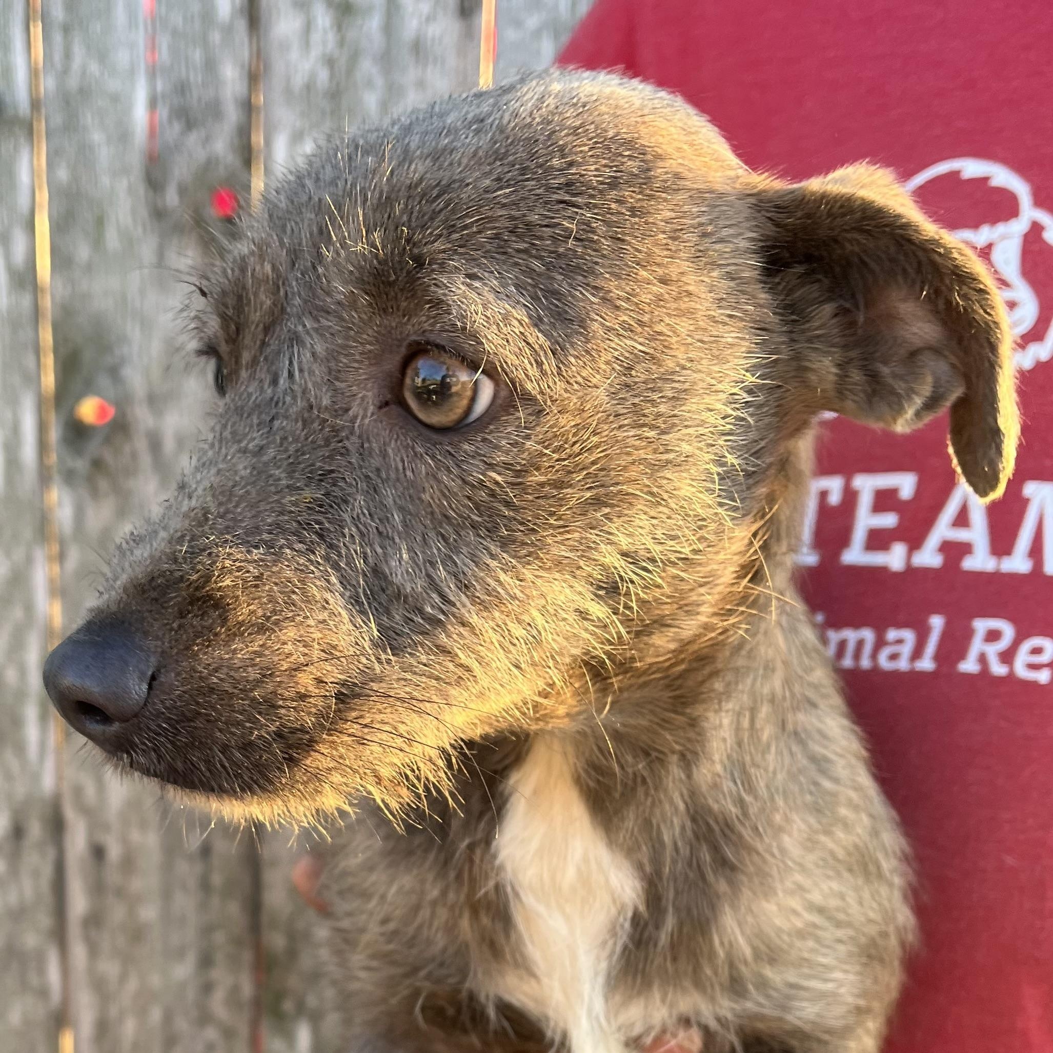 Lupin  Local February thumbnail 2