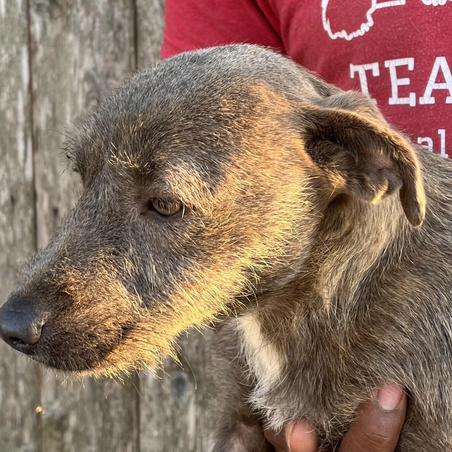 Lupin  Local February thumbnail 3