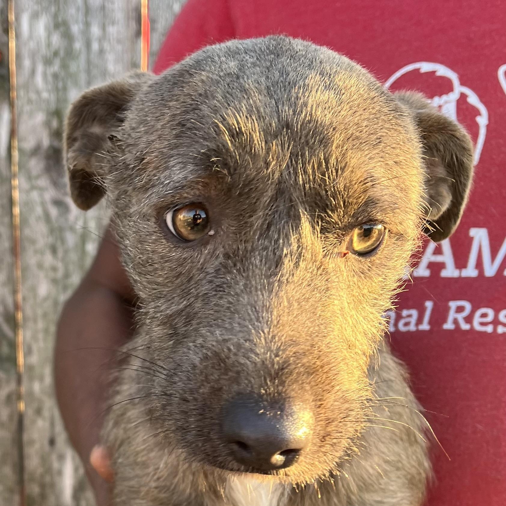 Lupin  Local February