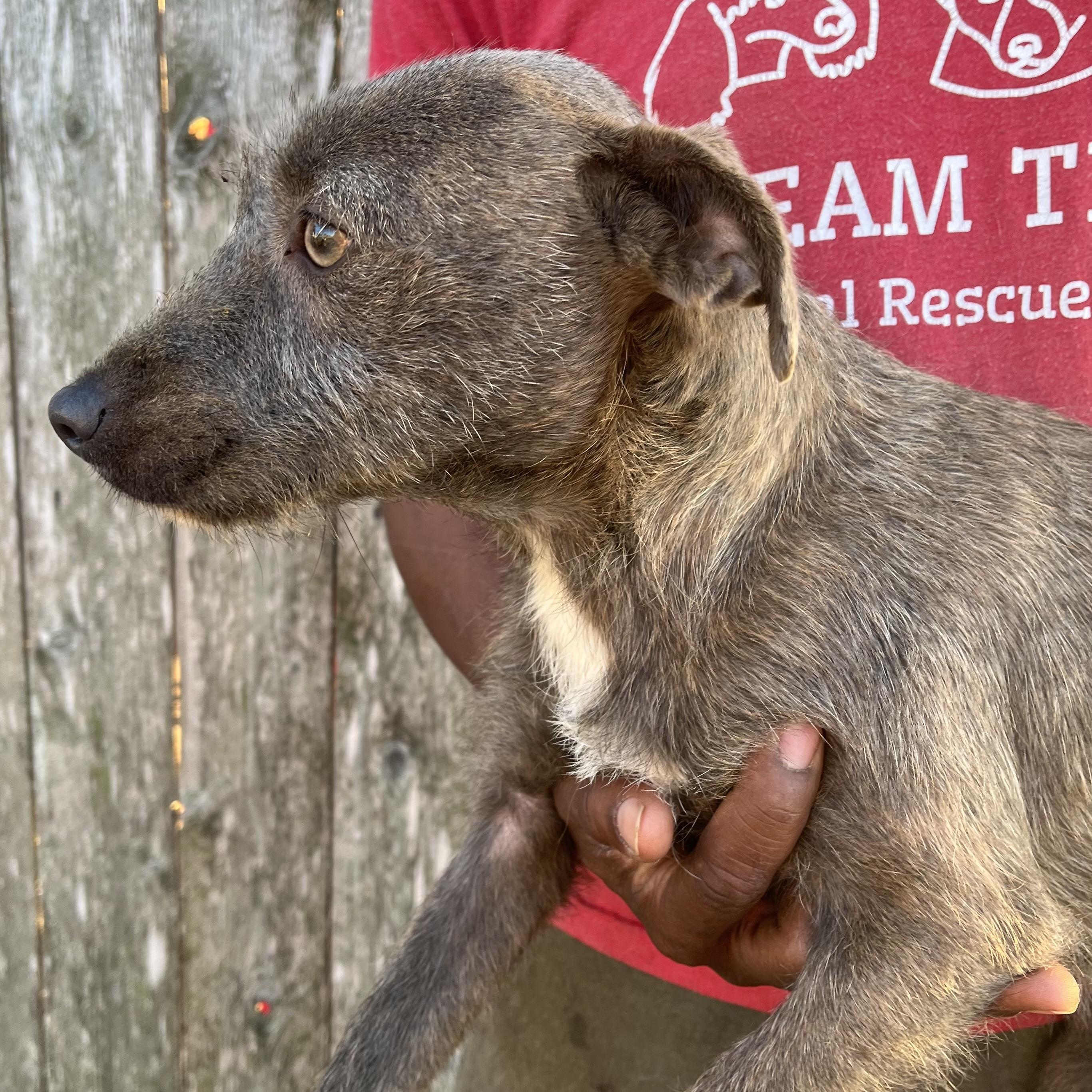 Lupin  Local February thumbnail 4