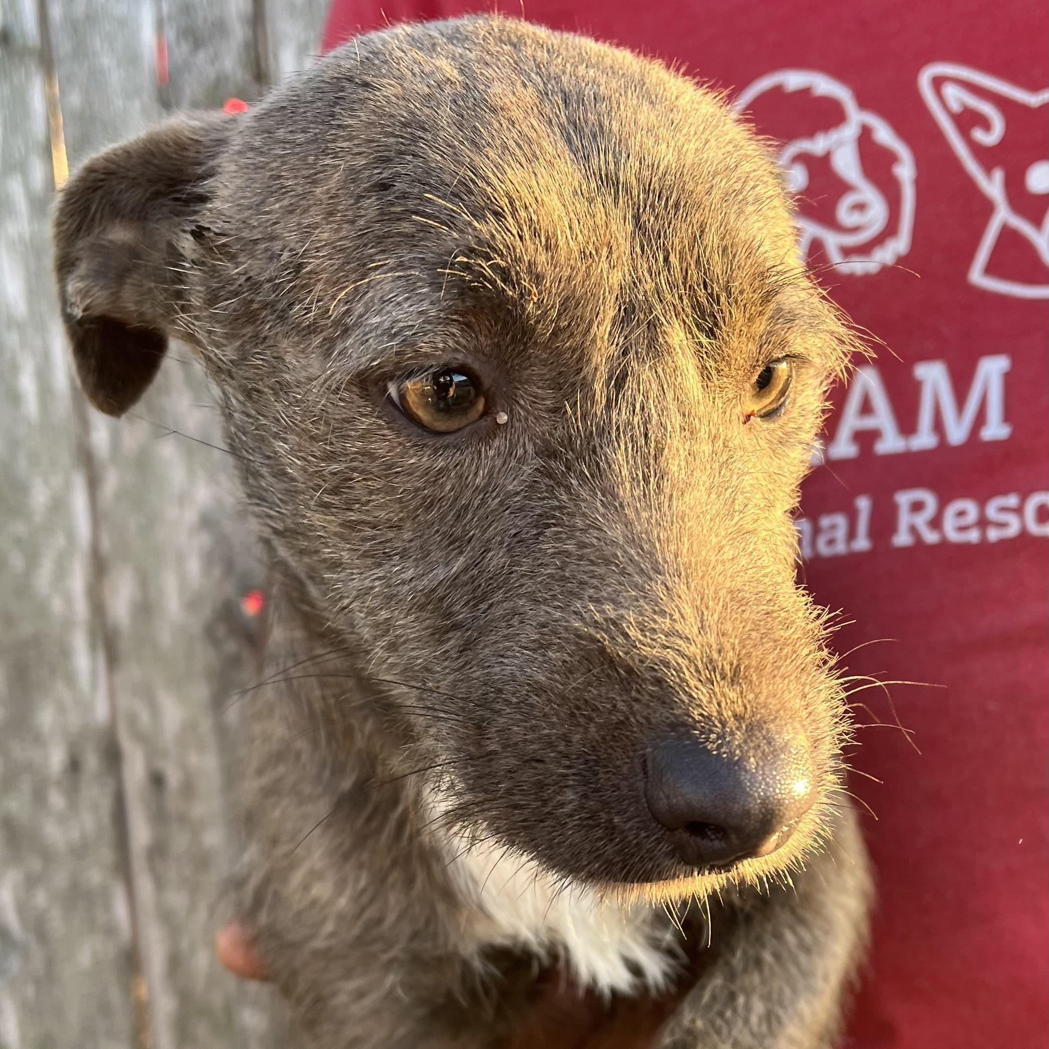 Lupin  Local February thumbnail 5