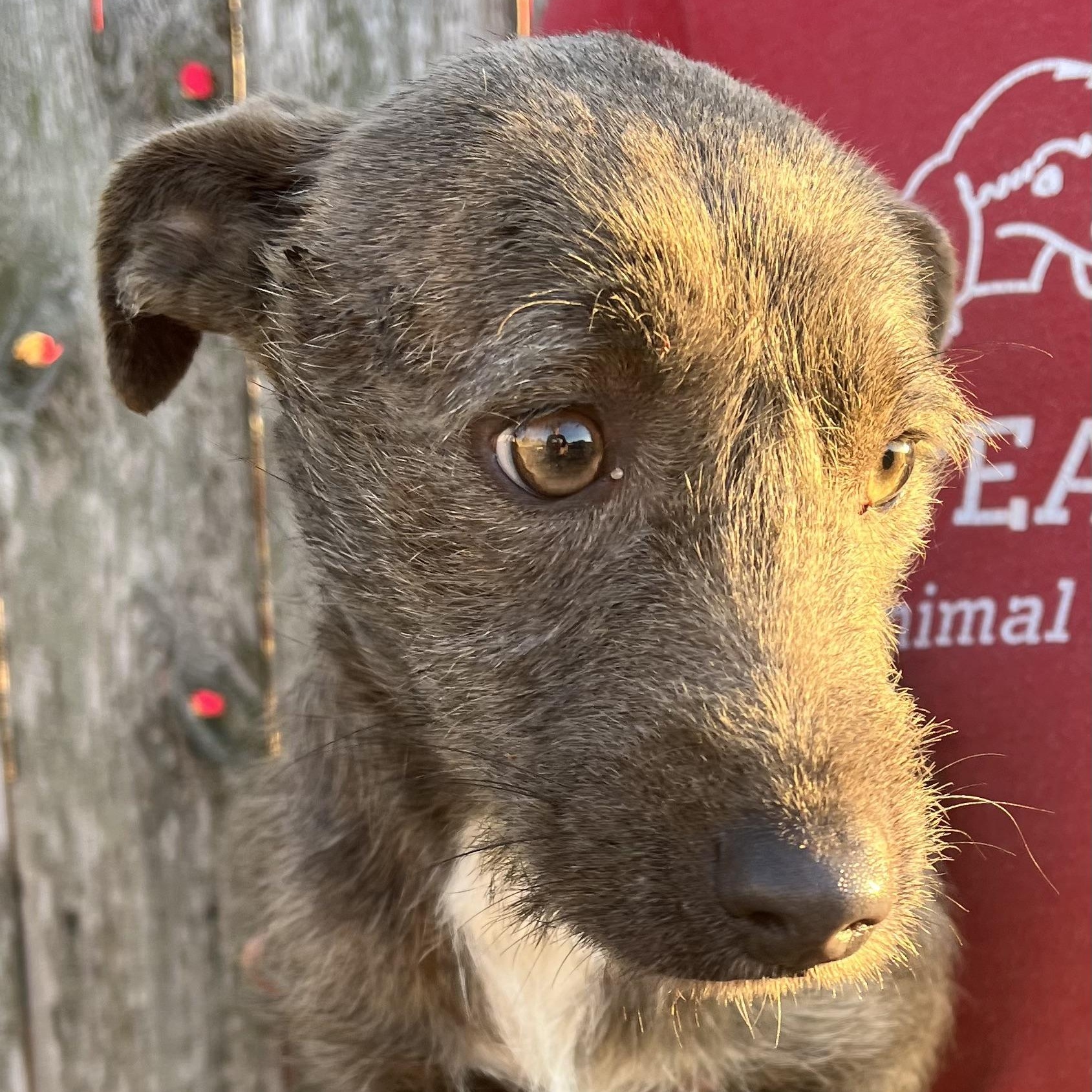 Lupin  Local February thumbnail 6