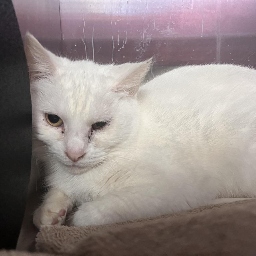 Enlarge Snow White-I'm in a Foster Home! Call to meet with me!, a Adoptable Domestic Medium Hair in Bristol, IN image 1/4