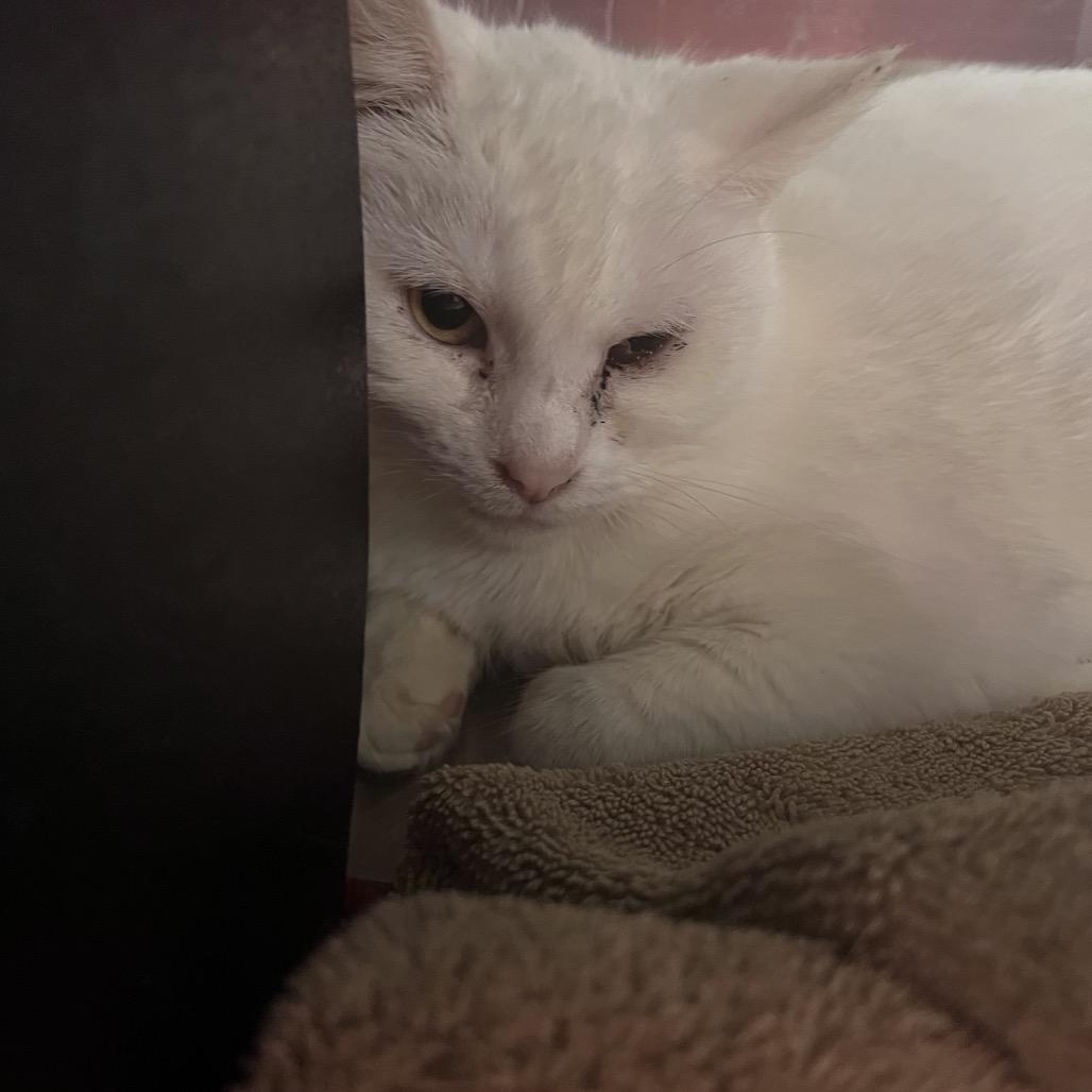 Enlarge Snow White-I'm in a Foster Home! Call to meet with me!, a Adoptable Domestic Medium Hair in Bristol, IN image 2/4