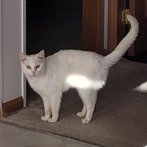 Enlarge Snow White-I'm in a Foster Home! Call to meet with me!, a Adoptable Domestic Medium Hair in Bristol, IN image 3/4