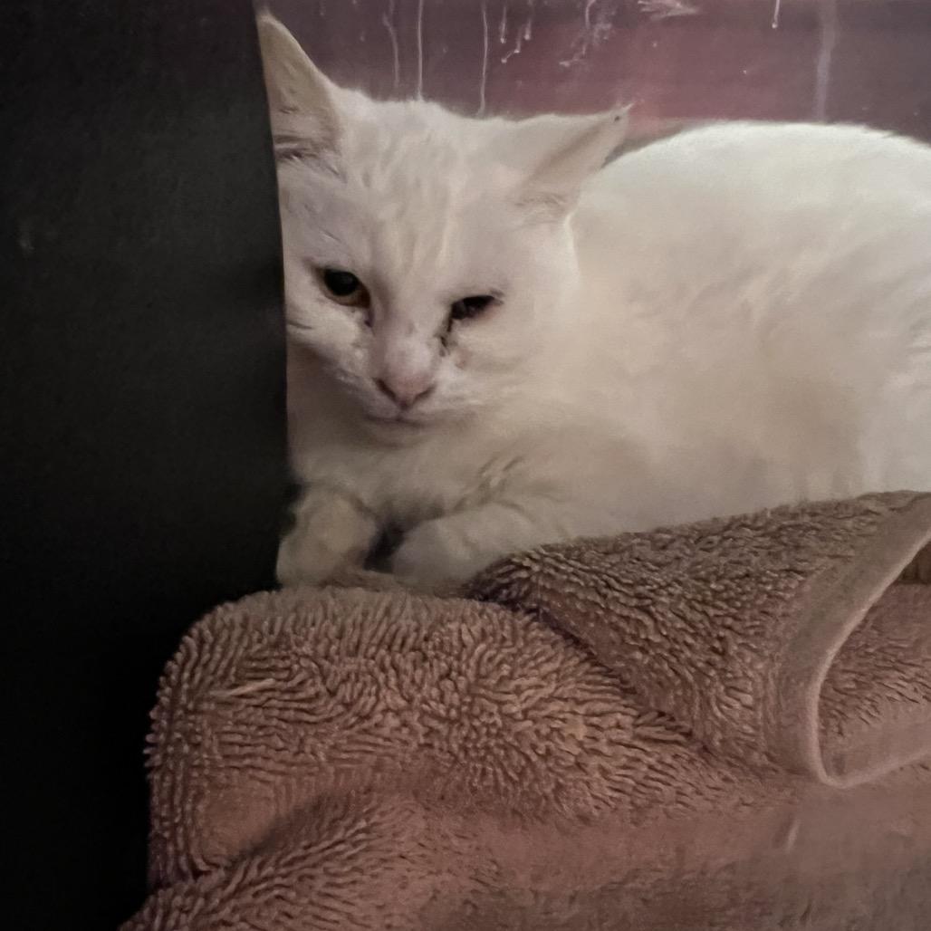 Enlarge Snow White-I'm in a Foster Home! Call to meet with me!, a Adoptable Domestic Medium Hair in Bristol, IN image 4/4