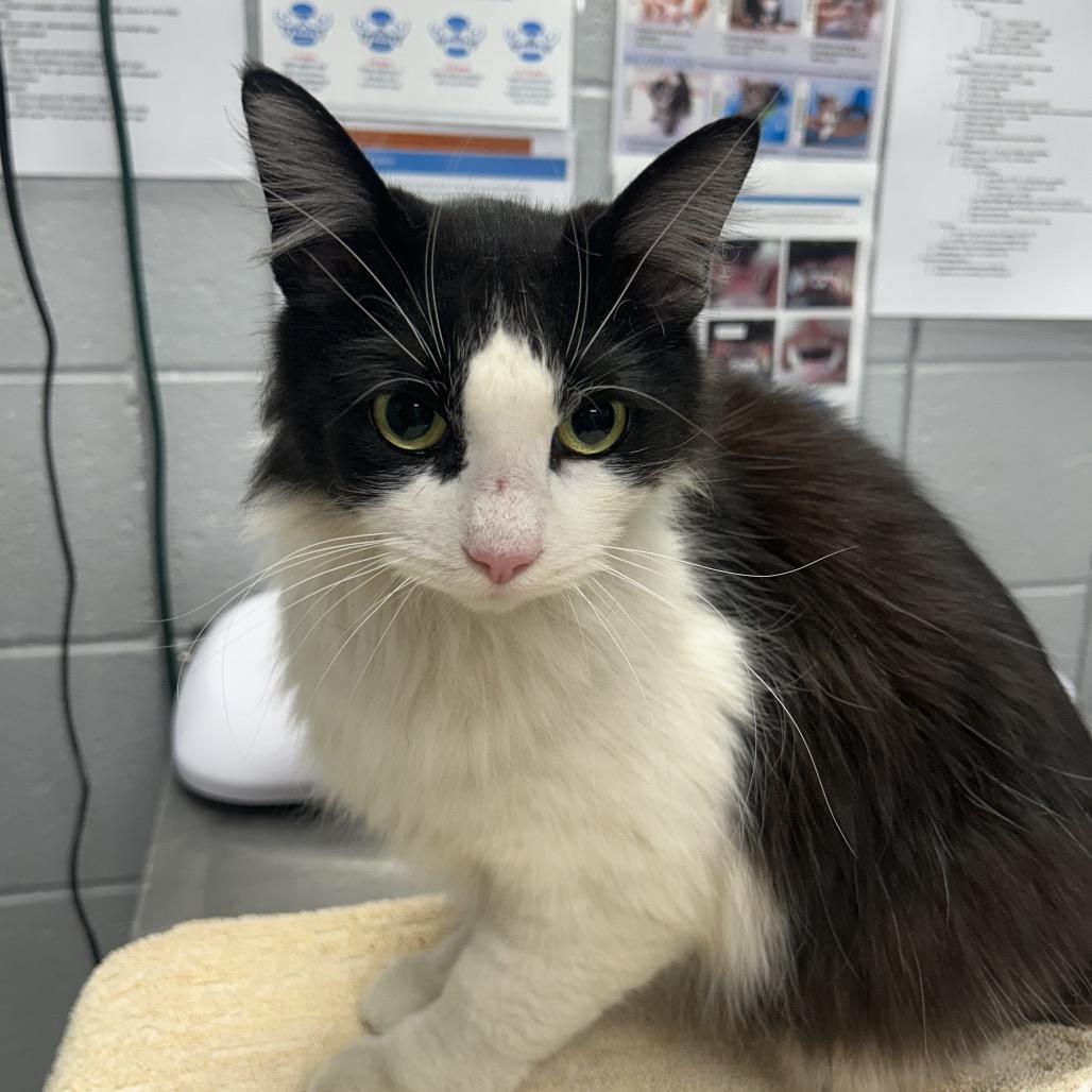Enlarge Purrsilla (Critter Barn), a Adoptable Domestic Long Hair in West Olive, MI image 1/1